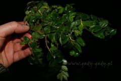 tn_Begonia-foliosa