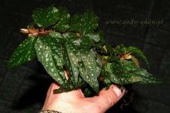 tn_begonia-maculata-mini